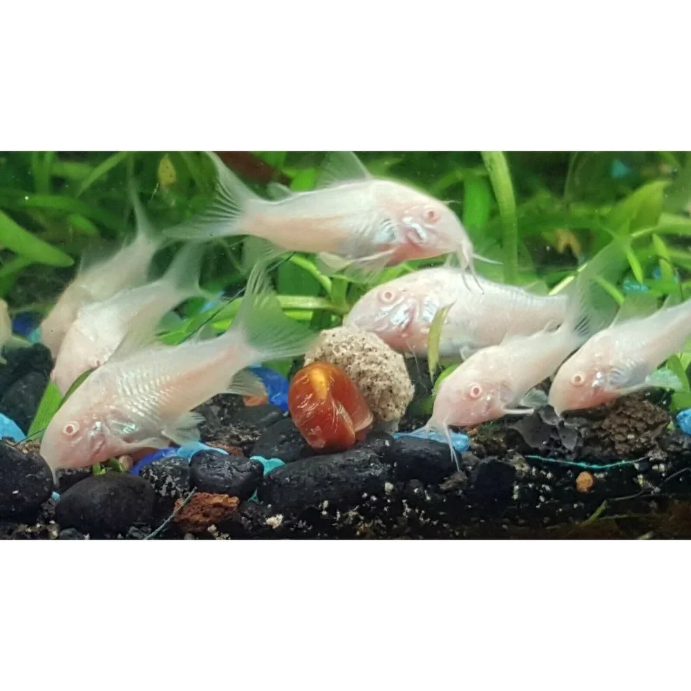 4 Oz. AquaStab L Premium Food Pellets for all Tropical Fish by Simply Green